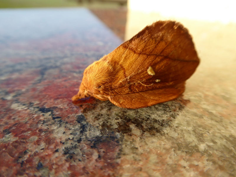 Gloussement d'herbe — Bild 2