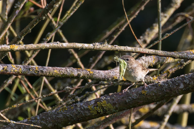 Fauvette — Bild 1