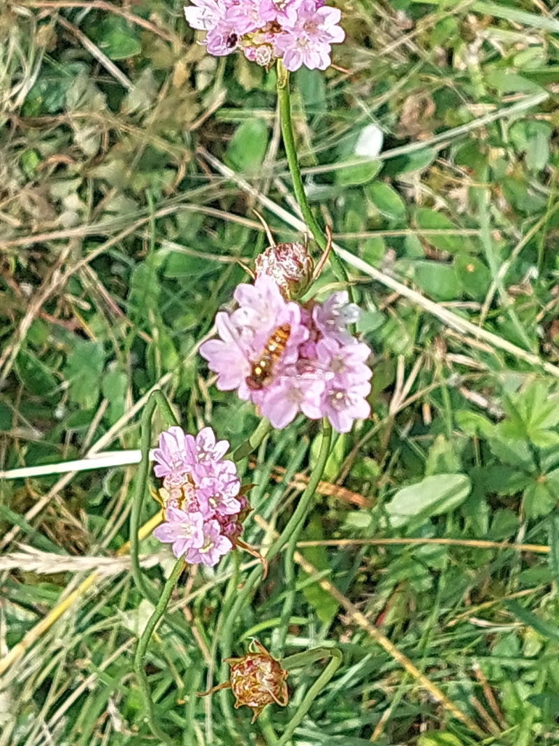 L'image montre des capitules roses et des tiges vertes d'armérie maritime poussant dans une prairie. La photo montre les plantes d'en haut dans leur environn...