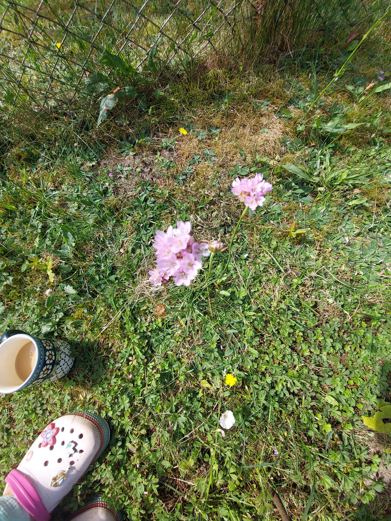 Une armérie maritime fleurit dans la prairie avec ses inflorescences roses caractéristiques. La photo montre la plante vue du dessus dans son environnement n...