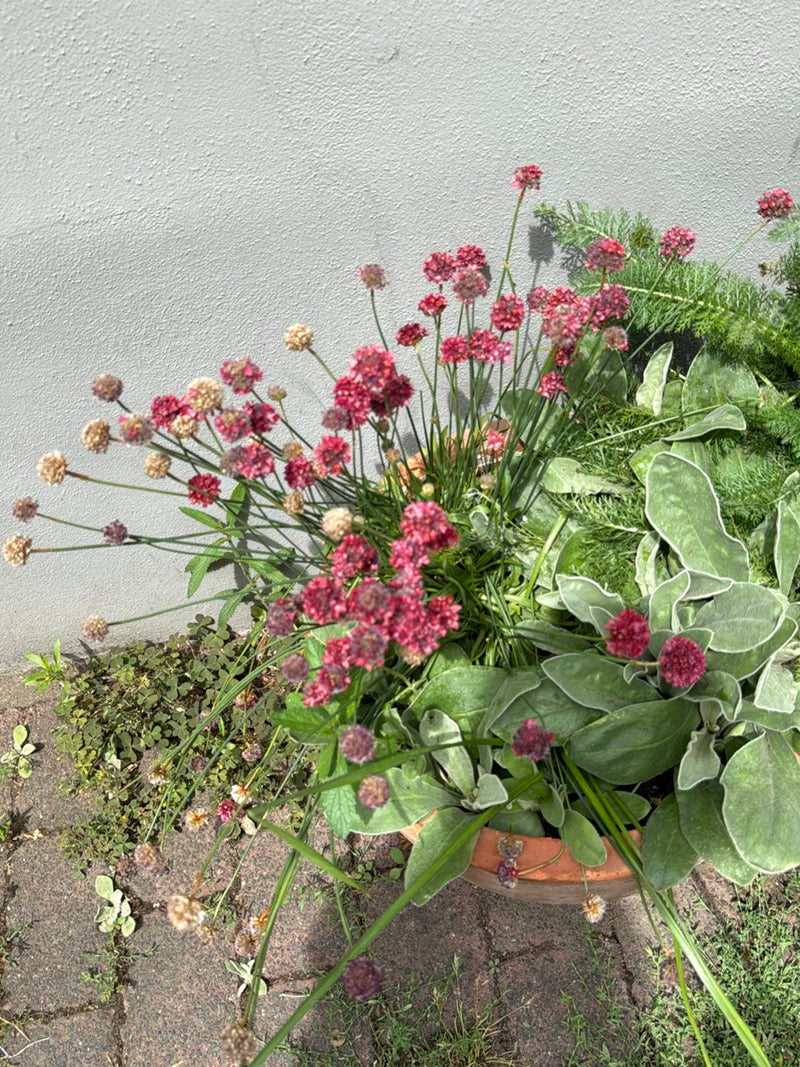 On peut voir les têtes florales roses à rougeâtres caractéristiques et les feuilles étroites de l'œillet marin dans un pot de fleurs. La plante se trouve dev...