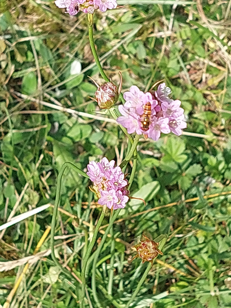 L'image montre les têtes de fleurs roses caractéristiques et les feuilles étroites de l'œillet marin. Elle pousse au milieu de l'herbe verte et de la végétat...