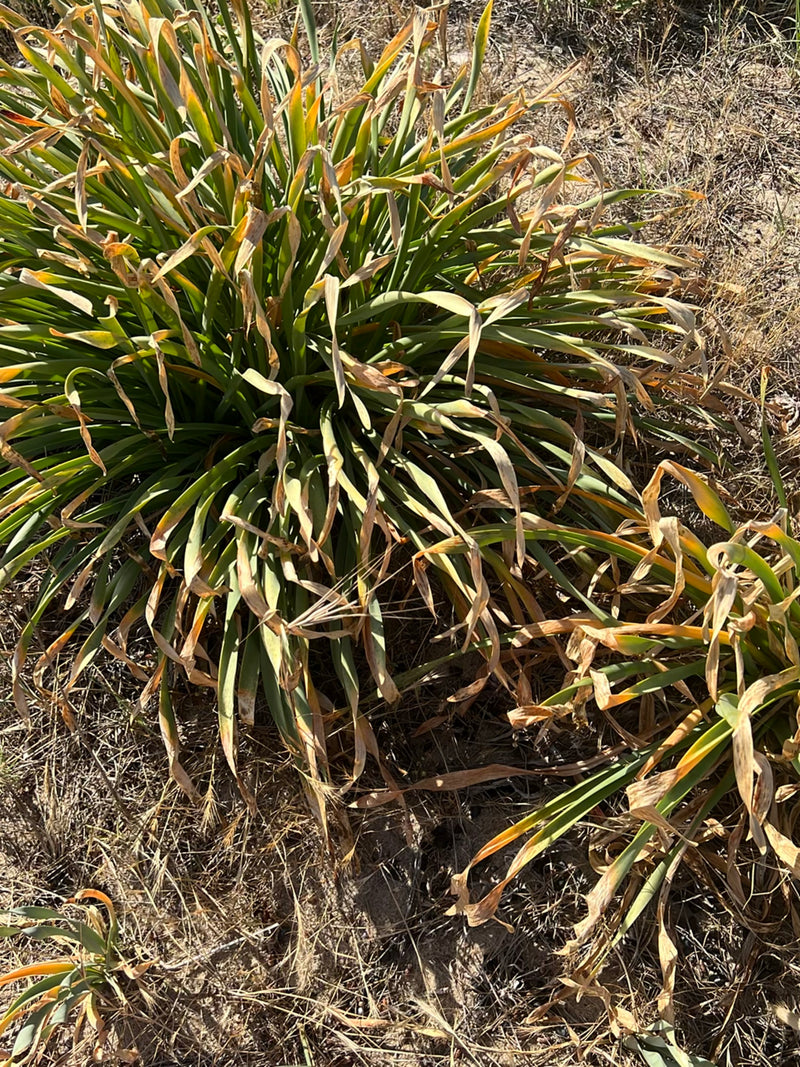 On aperçoit une armérie maritime aux feuilles denses et herbacées, dont certaines sont déjà sèches. La plante pousse sur un sol sec dans son environnement.