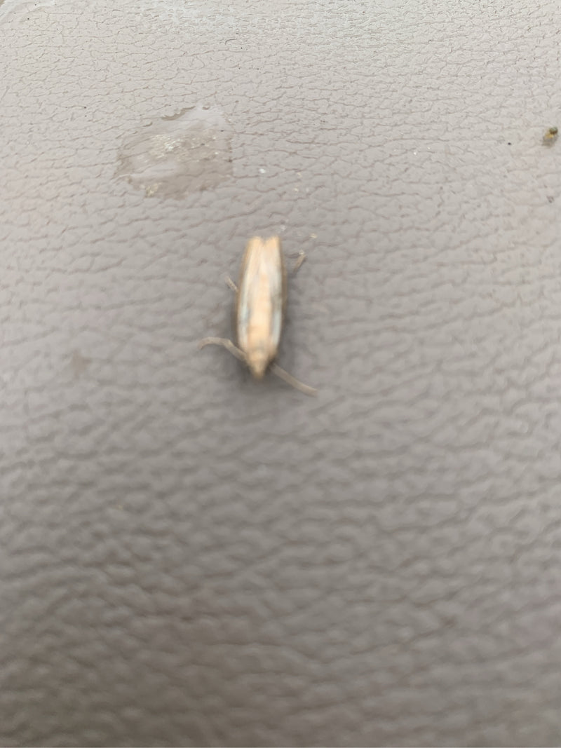 Foreur des graminées (genre Agriphila) — Bild 1