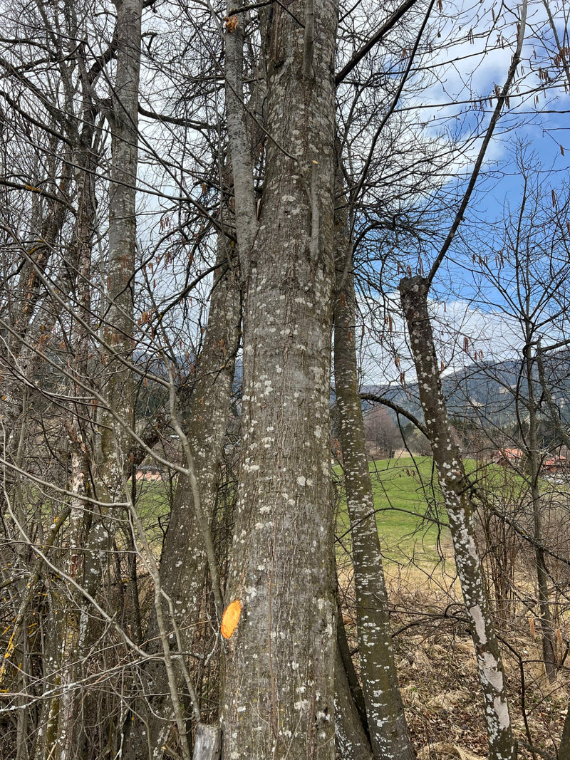 Aulne gris — Bild 1