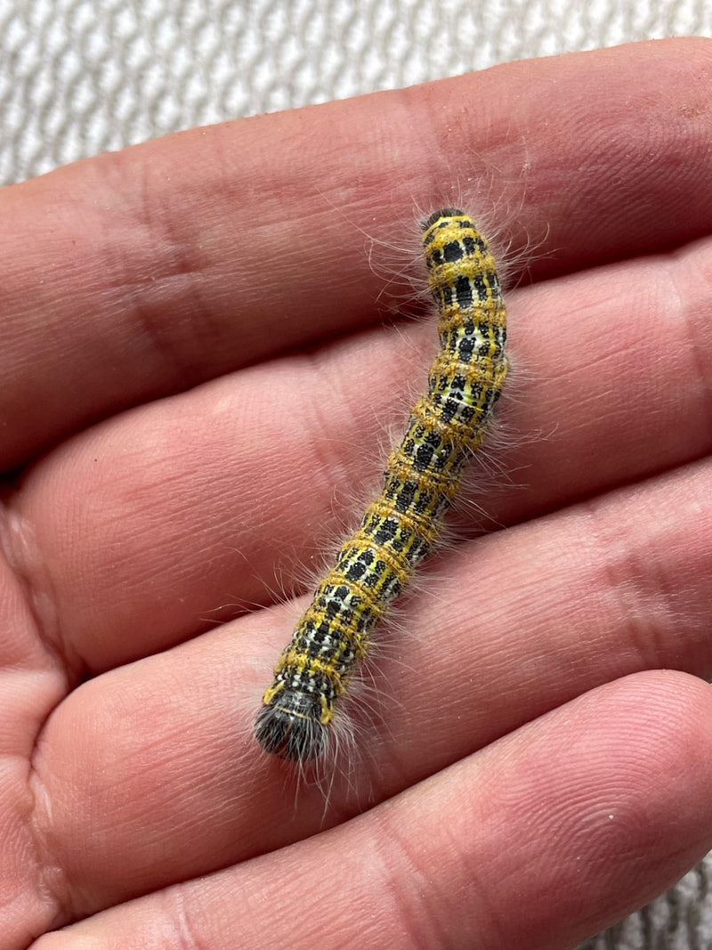 Papillon gris de la dague — Bild 1