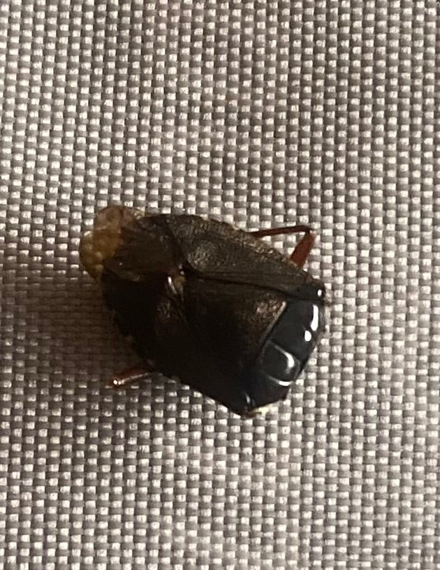 L'image montre un pentatome nébuleux adulte posé sur une surface textile texturée.