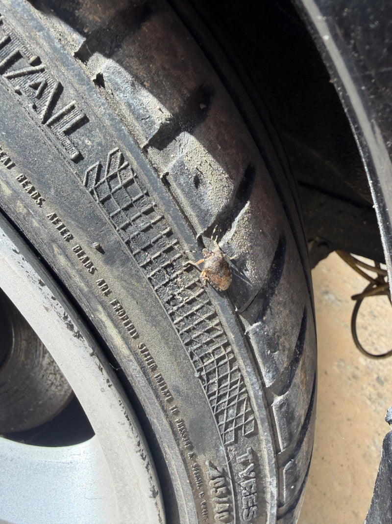 Une punaise nébuleuse est posée sur le flanc d'un pneu de voiture noir.