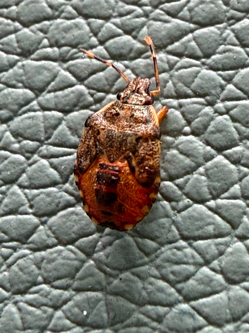 Une punaise nébuleuse est posée en vue supérieure sur une surface grise et texturée. L'insecte est bien visible et montre ses motifs caractéristiques.