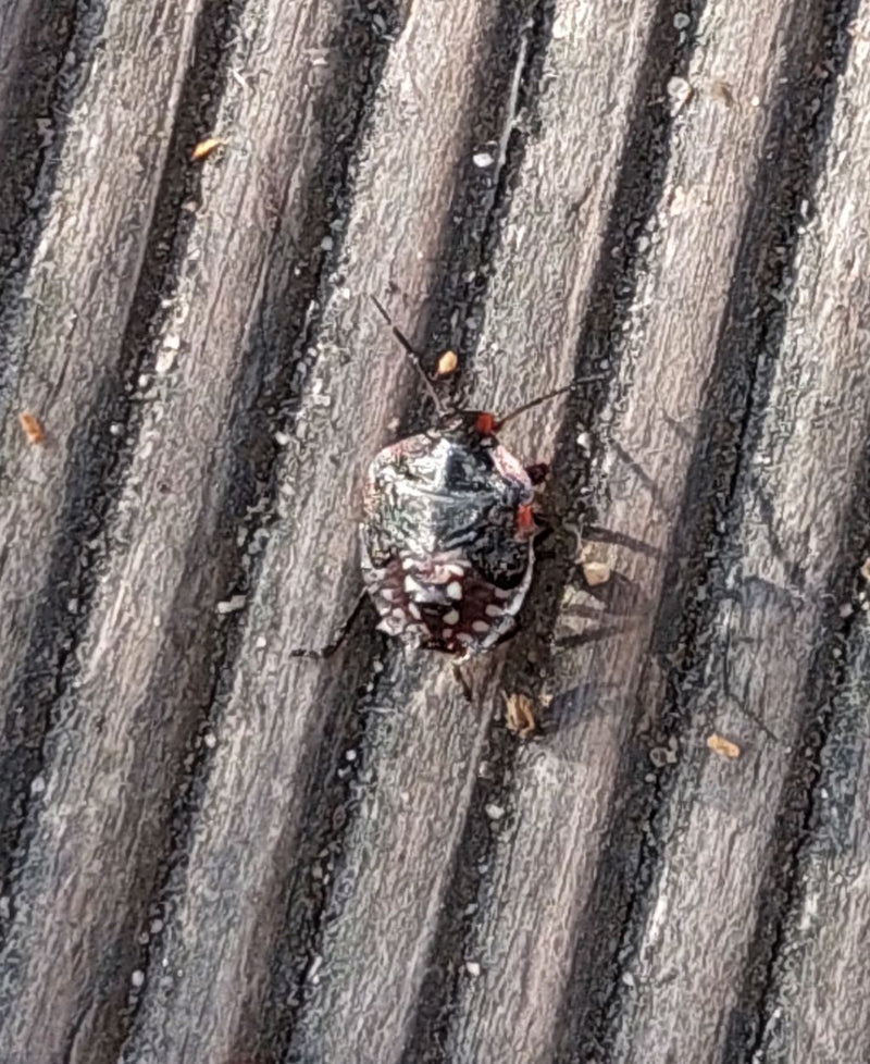 Une nymphe de punaise verte se trouve sur une surface en bois texturée. L'insecte est bien visible du dessus.