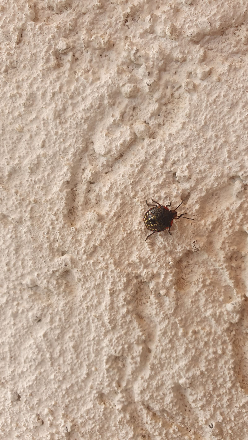 Une nymphe de pentatome nez-de-roue est posée sur un mur clair et texturé. L'insecte présente son stade juvénile tacheté typique.