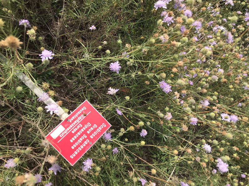 Graue Skabiose — photo 1 sur 1
