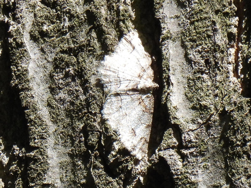Papillon gris de l'écorce — Bild 1