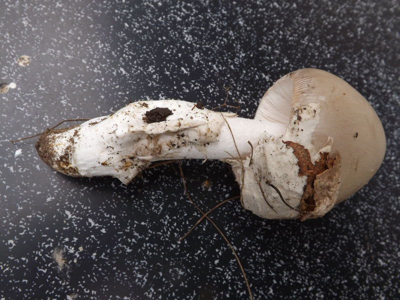 Grauer Scheidenstreifling — photo 1 sur 1