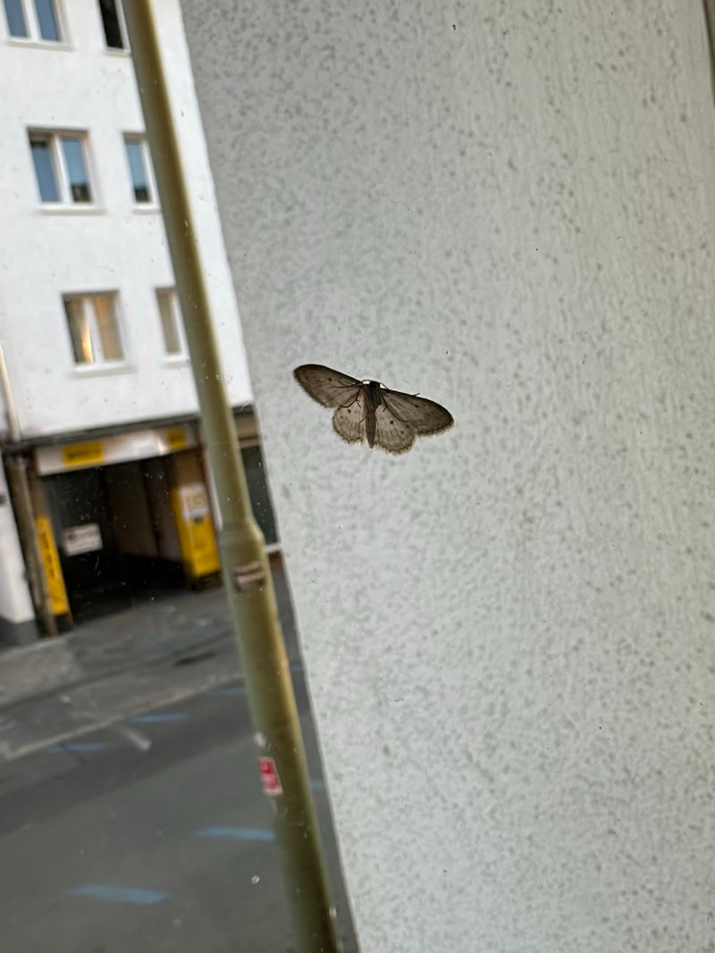 Papillon de pierre gris — Bild 2