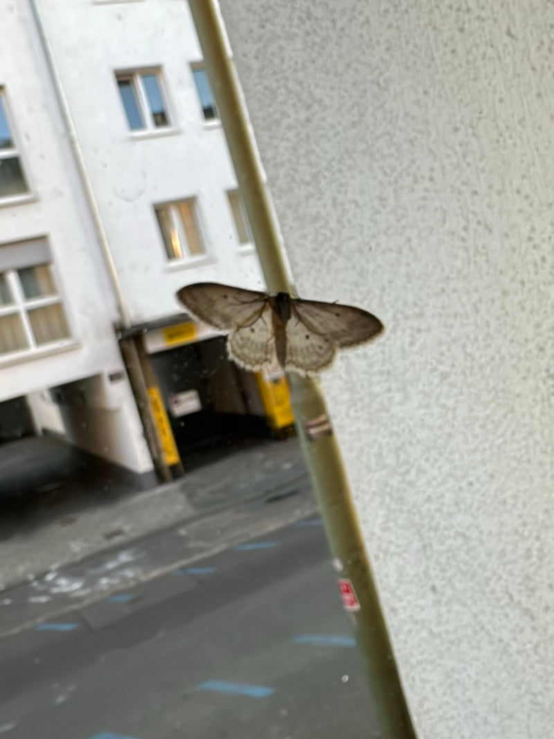 Papillon de pierre gris — Bild 1