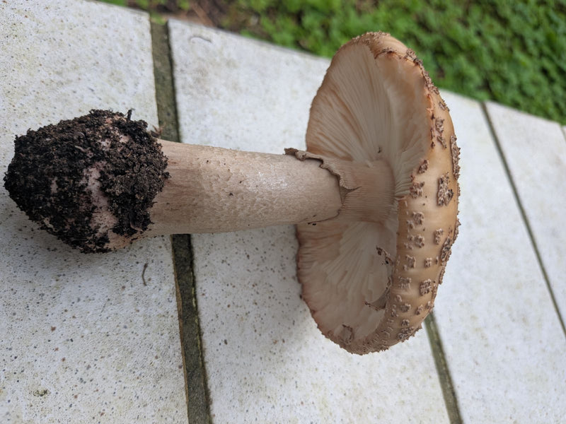 Grauer Wulstling — photo 1 sur 1
