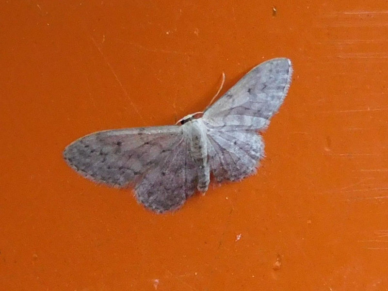 Papillon nain gris — Bild 1