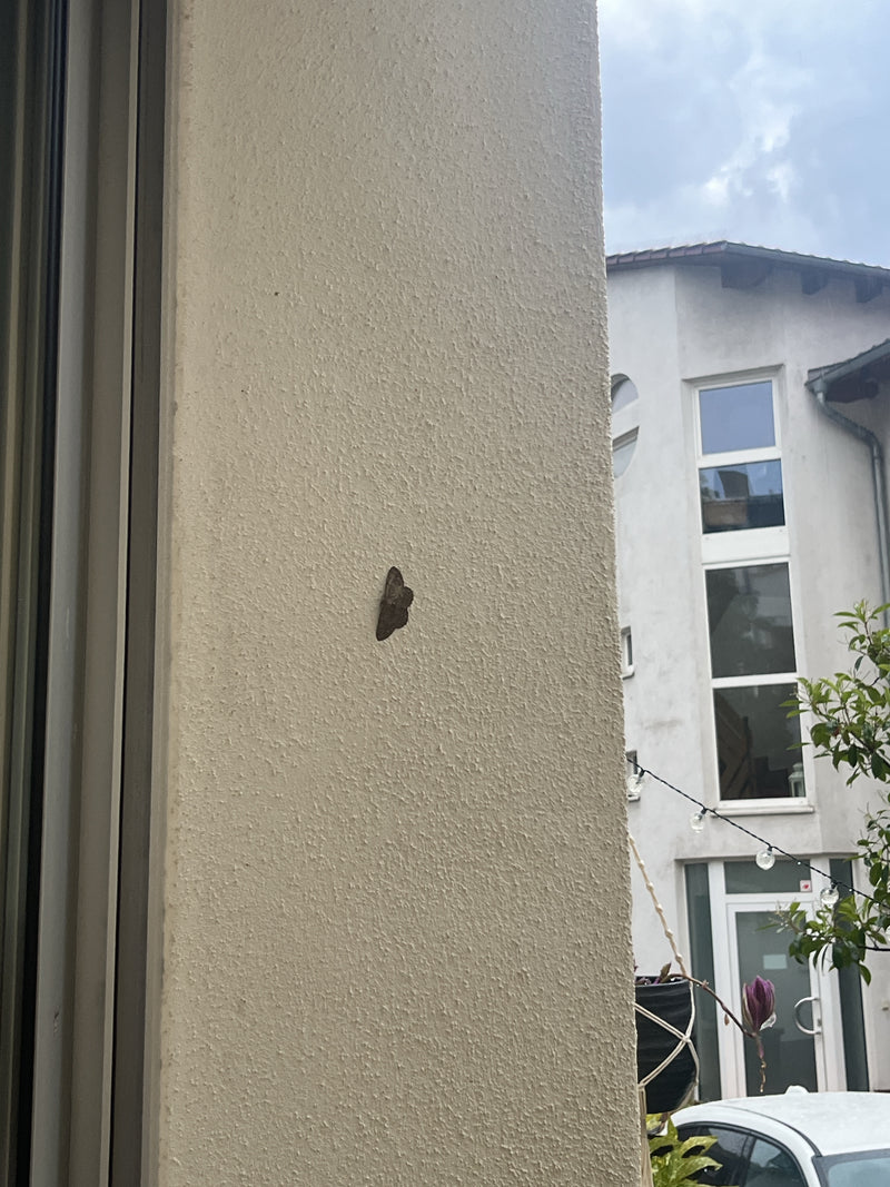 Papillon nain gris — photo 3 sur 8