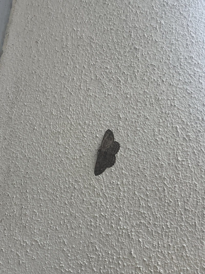 Papillon nain gris — photo 1 sur 8