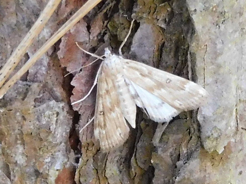 Papillon nain gris — photo 2 sur 8