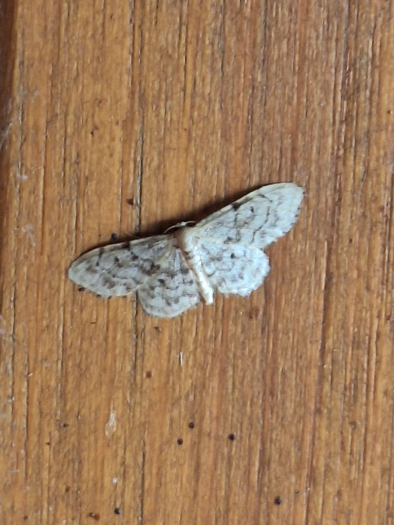 Papillon nain gris — photo 5 sur 8