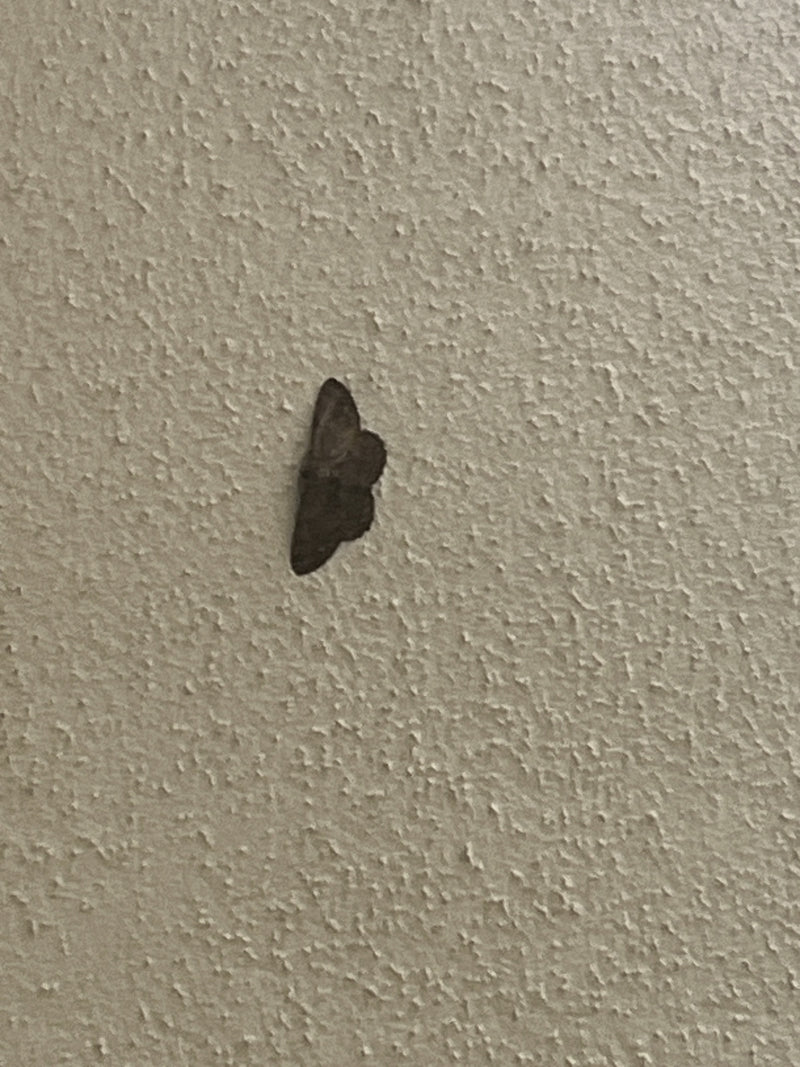 Papillon nain gris — photo 4 sur 8