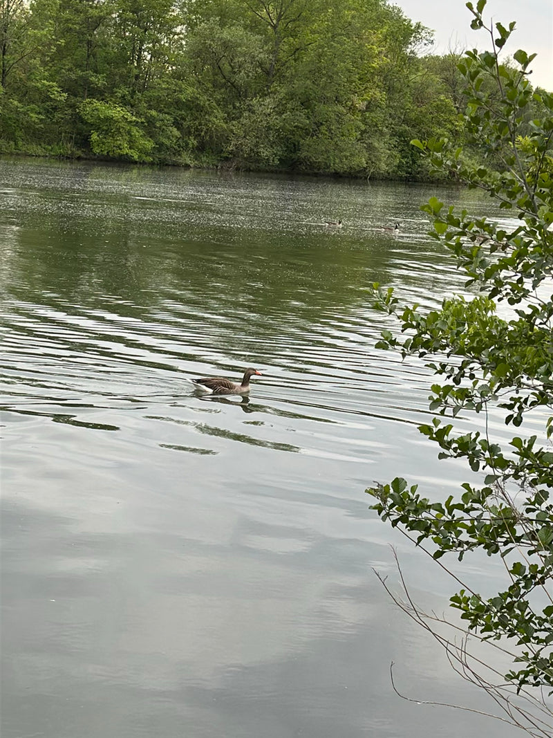 Un oie cendrée nage au premier plan sur une eau calme. On aperçoit des arbres sur la rive en arrière-plan.