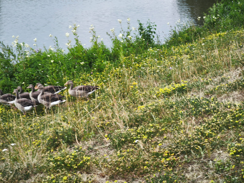 Plusieurs oies cendrées marchent dans les hautes herbes d'un pré près d'un point d'eau. Elles se déplacent ensemble dans une direction.