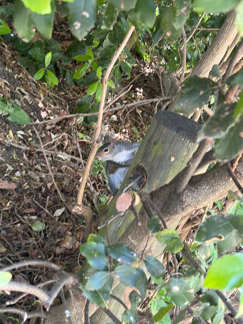 Écureuil gris — Bild 1