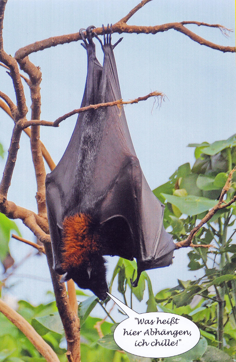 Renard volant à tête grise — Bild 2