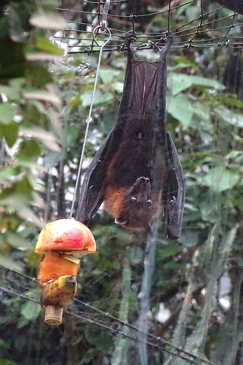 Renard volant à tête grise — Bild 1