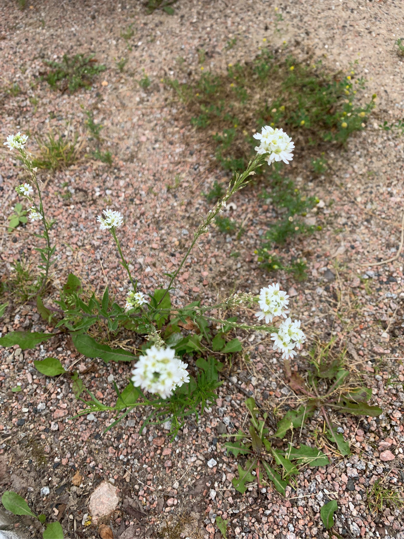 Cresson gris — Bild 1