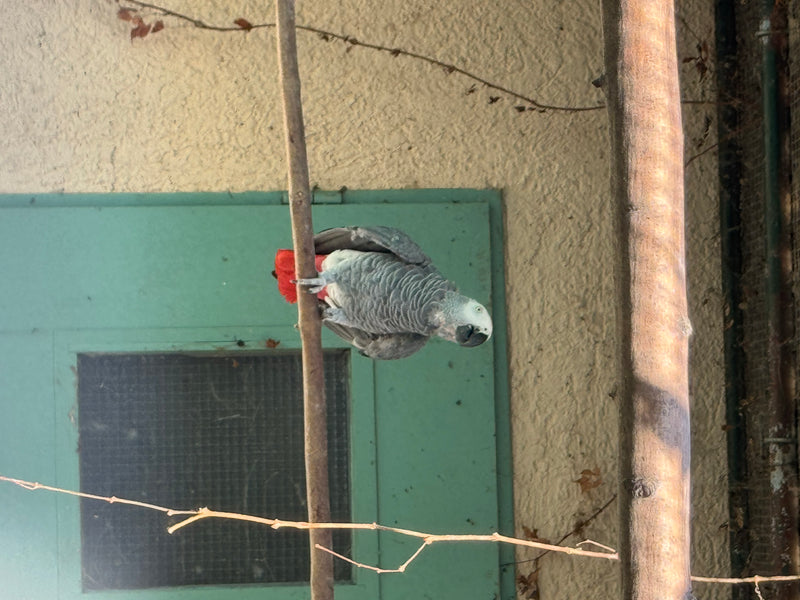 Graupapagei — photo 2 sur 2