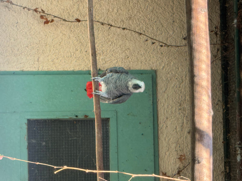 Graupapagei — photo 1 sur 2