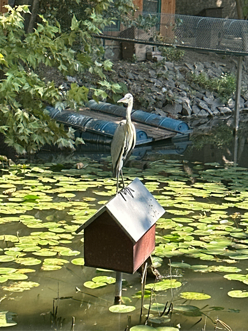 Un héron cendré se tient sur le toit d'une petite cabane située dans un étang rempli de nénuphars. L'oiseau regarde attentivement sur le côté.