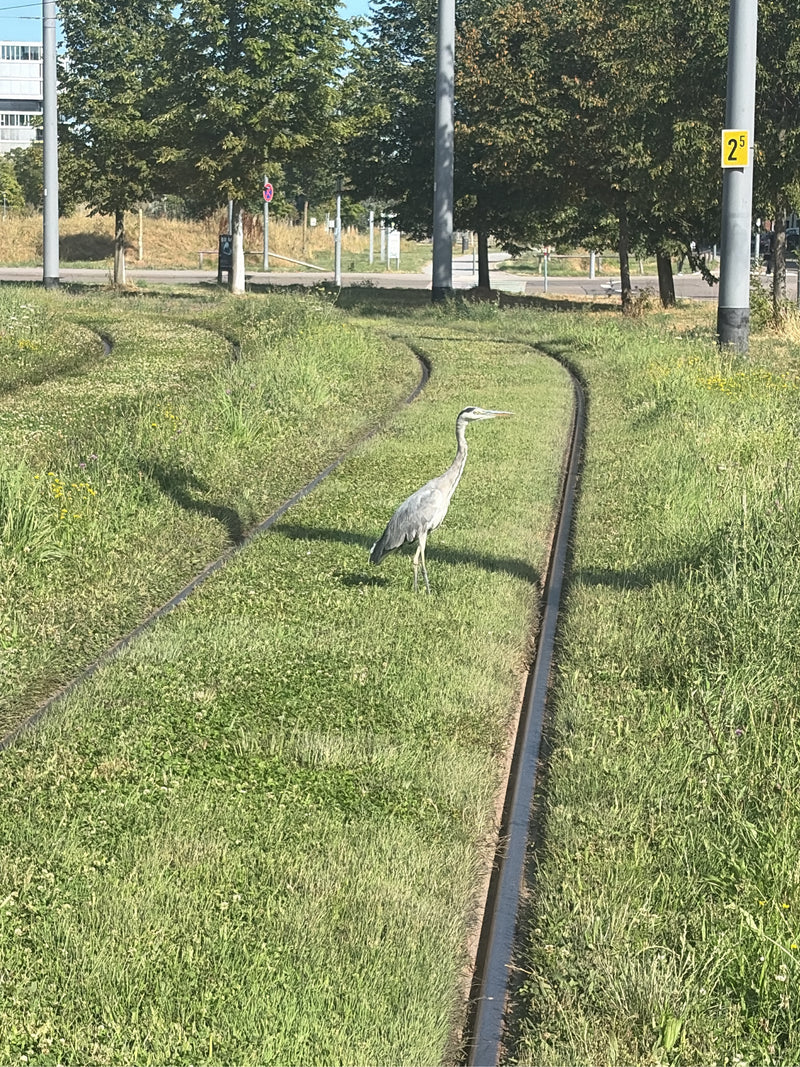 Un héron cendré se tient en éveil sur une voie de tramway engazonnée. Des mâts et des arbres sont visibles en arrière-plan.