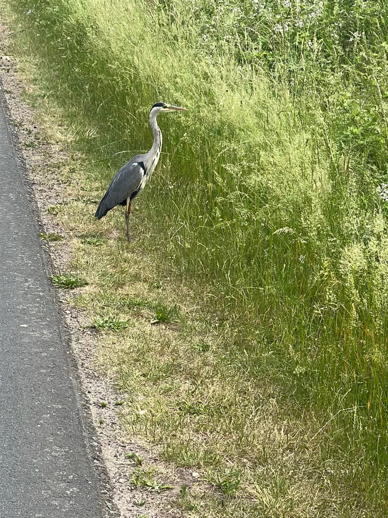 Un héron cendré se tient attentivement dans les hautes herbes au bord d'un chemin goudronné. Le grand grand oiseau est bien visible de profil.