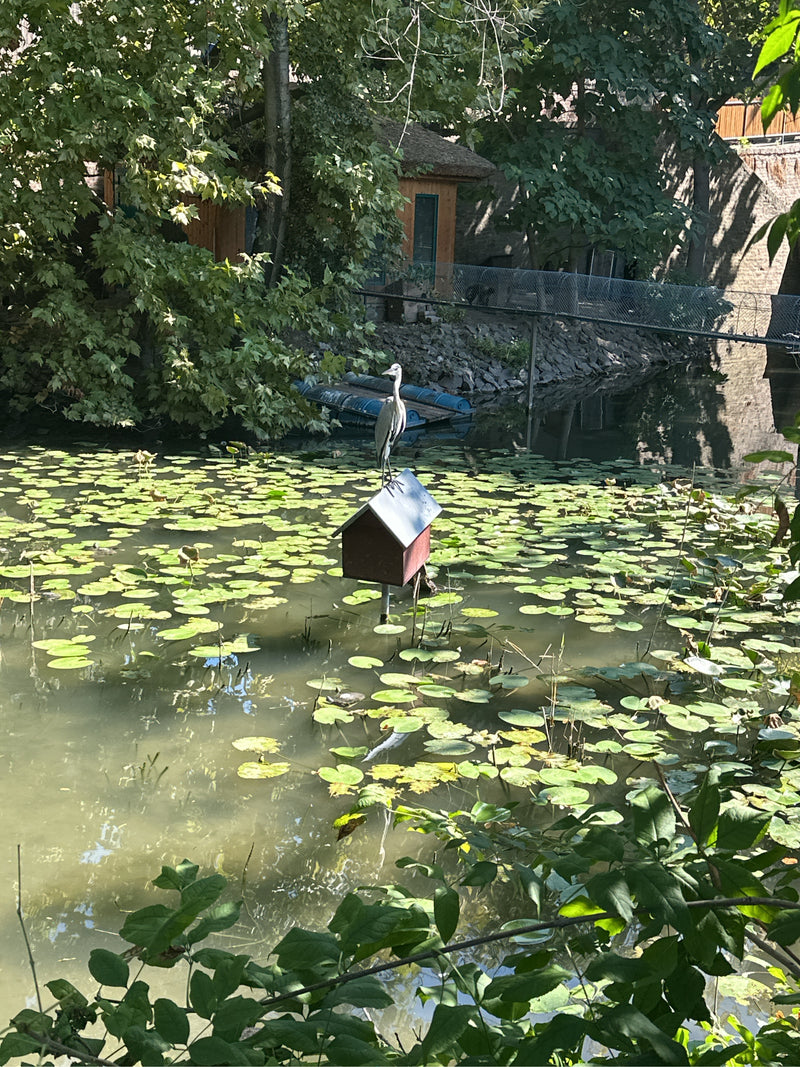 Un héron cendré se tient sur le toit d'une petite maison située au milieu d'un étang couvert de nénuphars. Des arbres et une zone de berge sont visibles à l'...