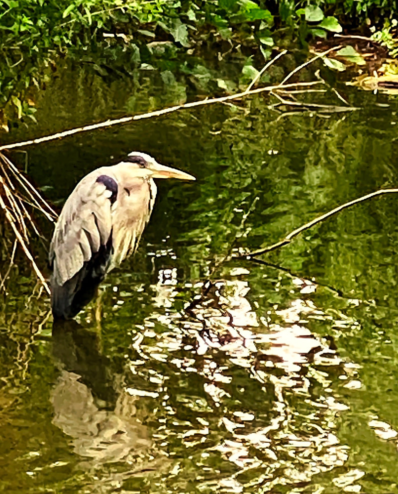 Un héron cendré se tient immobile dans l'eau peu profonde au bord d'un plan d'eau verdoyant. L'animal est bien visible de profil.