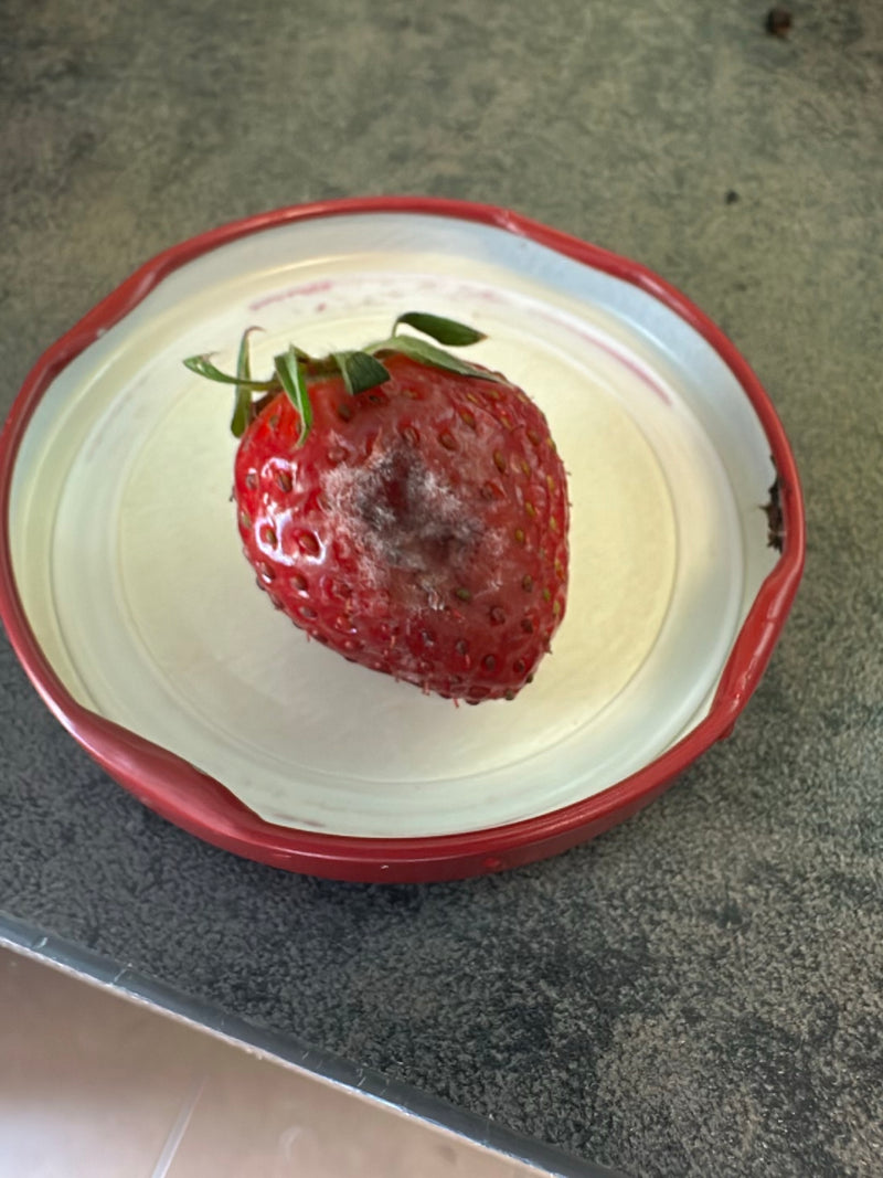 Pourriture grise — Bild 2