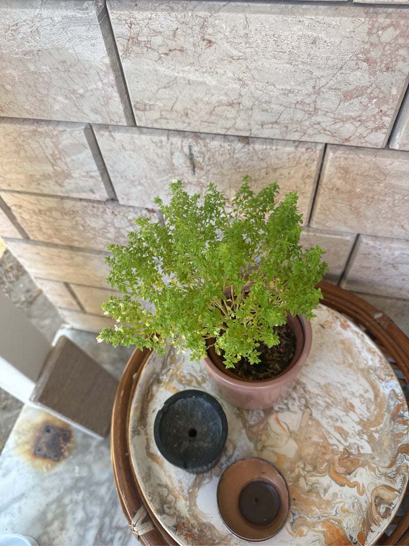 basilic grec — Bild 2
