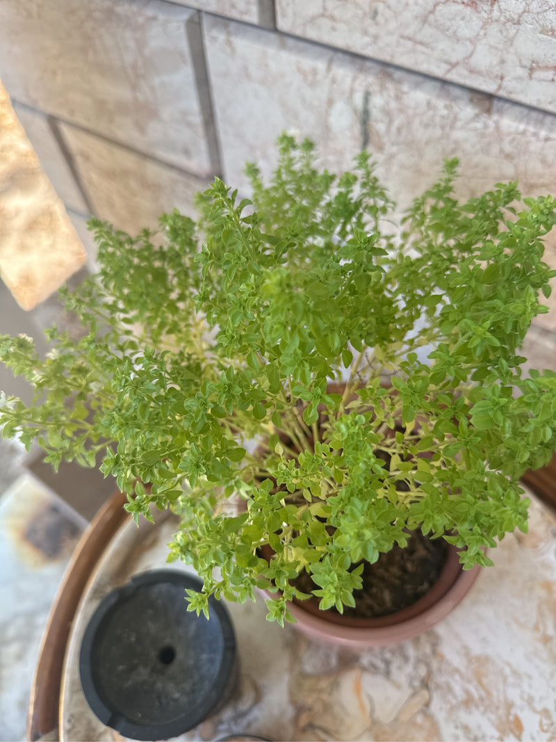 basilic grec — Bild 1