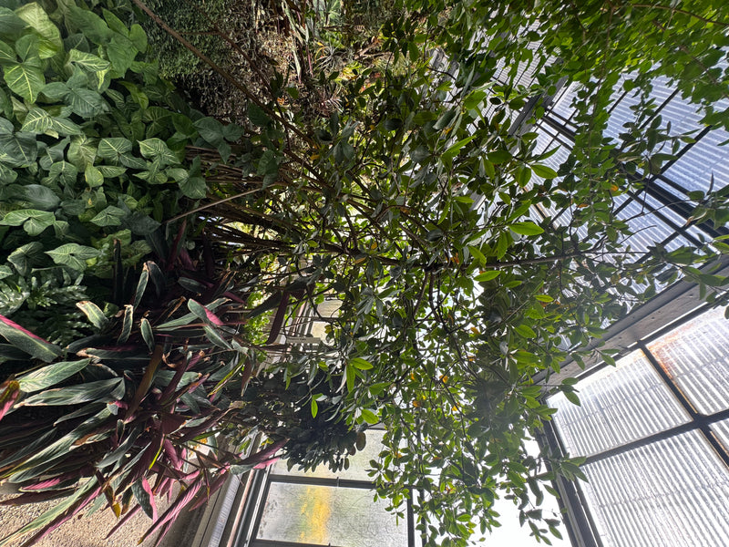 Griffel-Mangrove — photo 2 sur 2