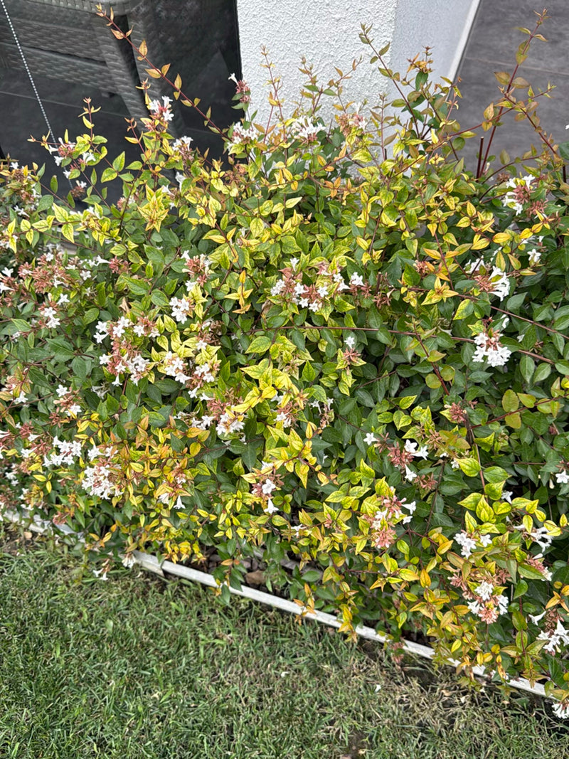Abelia à grandes fleurs (cultivar 'Kaleidoscope') — Bild 2