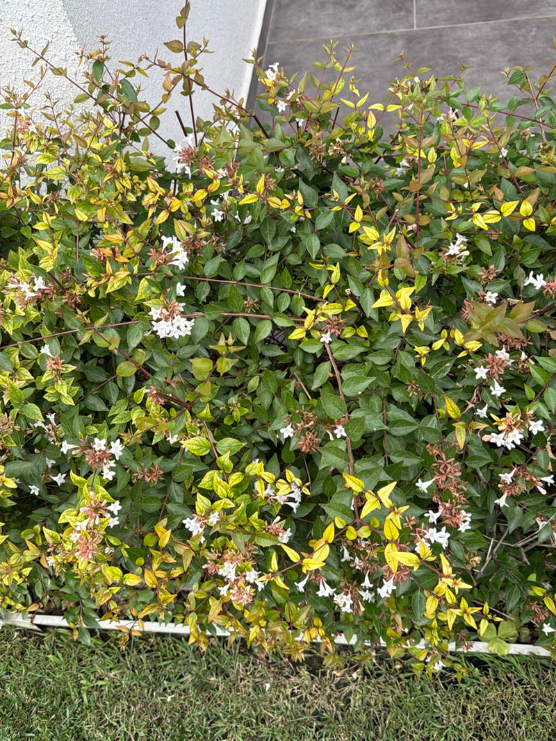 Abelia à grandes fleurs (cultivar 'Kaleidoscope') — Bild 1