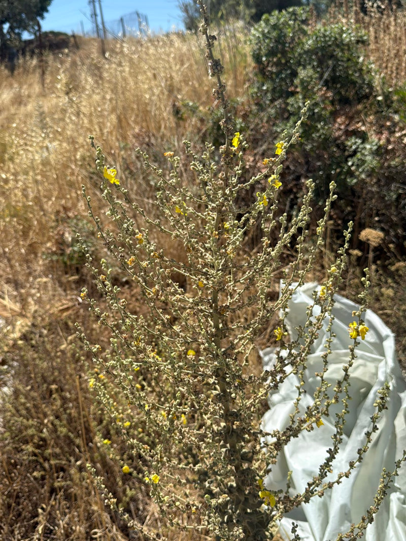 On peut voir une molène dressée dans un environnement sec. La plante porte de nombreuses fleurs jaunes et des bourgeons le long de sa longue inflorescence.
