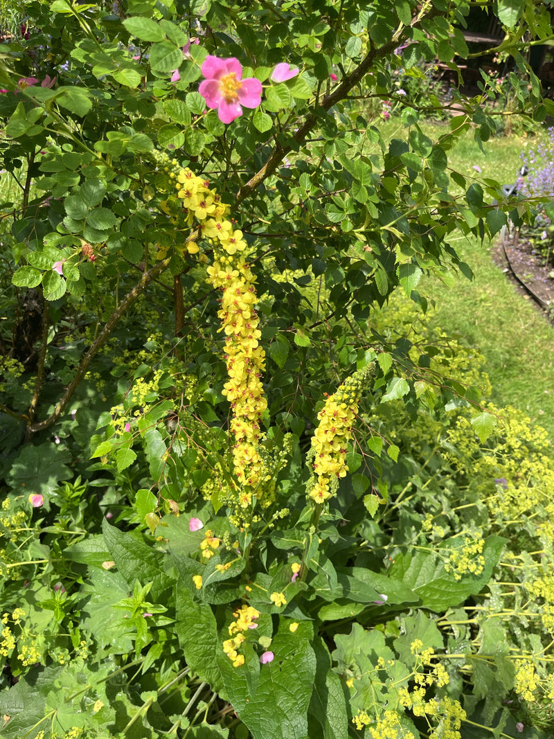 Bougie du roi — Bild 2
