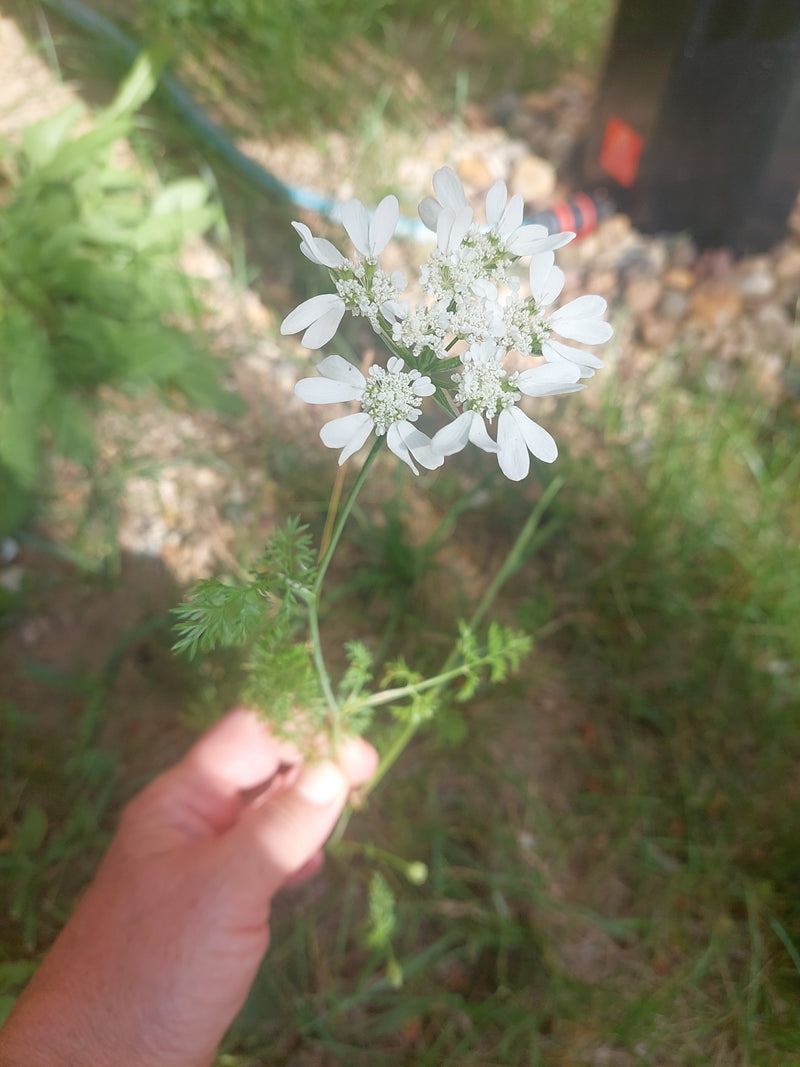 Ombelle de raie à grandes fleurs — Bild 1