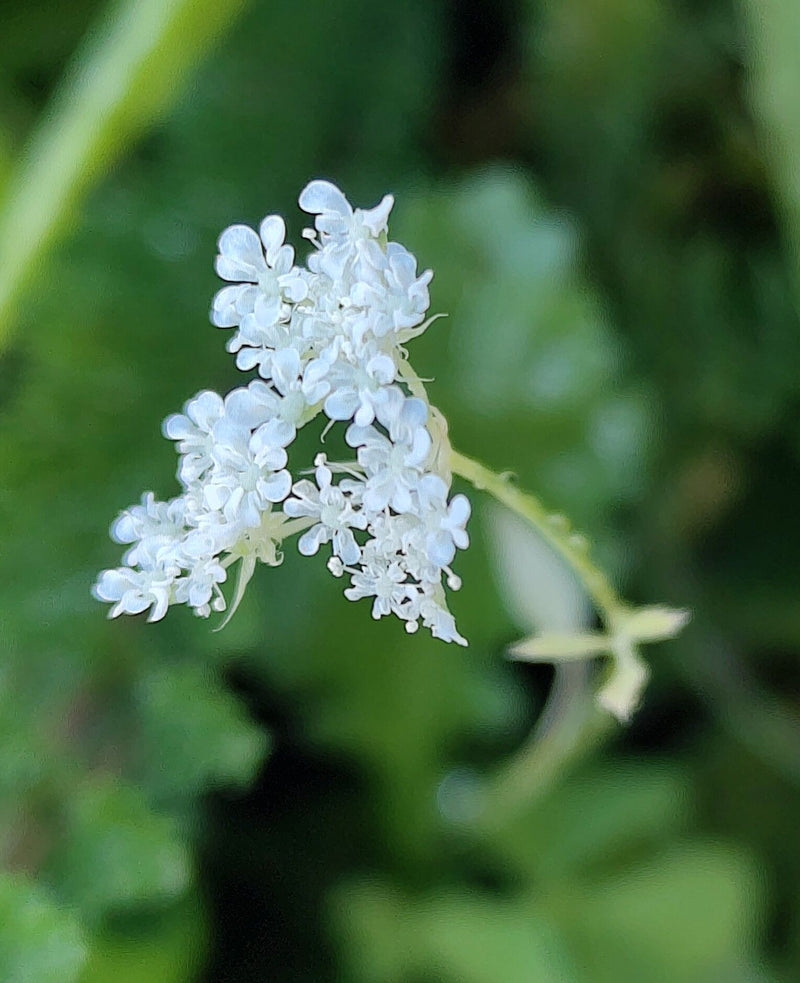 Ombelle de raie à grandes fleurs — photo 1 sur 2